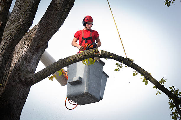 Best Tree Mulching  in Monroe, IA